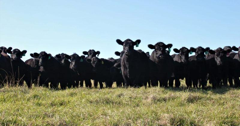 feedlotmagazine's tweet photo. #Stockingrate is the relationship between the number of animals and the size of forage resource on which they are placed. #Stockingdensity is the number of animals (or liveweight) on a part of the pasture for a certain portion of time. #beeftalk
https://t.co/EIb1nwWcQf https://t.co/G2XJVpVAid