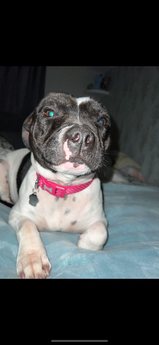 dotslondon's tweet photo. Pawjus holly had a meet and greet a few weeks ago and went on to have a 2 week foster in whoxh she has settled very well. 

Holly has now been ADOPTED by her new family ! 😀 

So happy for her after she came into our care via the police free being found abandoned in a flat 🧡 https://t.co/NZavcSMpAB
