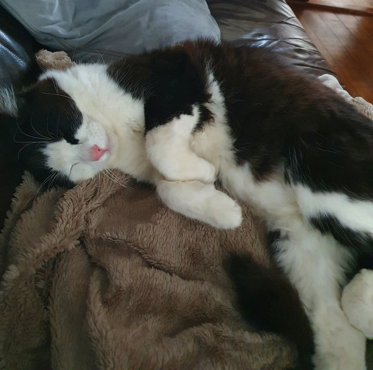 Starsky3Hutchin's tweet photo. I'm pooped, swapped #Hedgewatch shifts with Hutchie - It's his turn to get wet πΈ I have a full belly - which I'm thankful for everyday #semiferalcats Time to snuggle down for the evening - Hugs Starsky x
#contentkitty #Blackandwhitecats #TuxedoCats #CatsOfTwitter #CatsOnTwitter https://t.co/vvxlZV1UmU