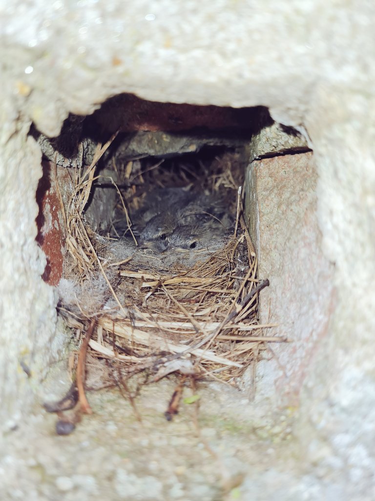 Distributed throughout the UK, the Grey Wagtail is a common breeder along water courses. The <a href="/_BTO/">BTO</a> #NestRecordScheme only gets 100-200 records a year, so this nest record is important in informing how well they are breeding this year. <a href="/BBCSpringwatch/">BBC Springwatch</a> #Springwatch #30dayswild