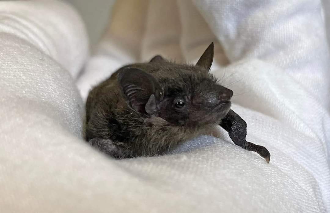 batworld's tweet photo. Happy Monday! 
Jim, an evening bat pup rescued with his 8 equally adorable siblings, wanted to wish everyone a great week. He says hello from just outside of Cool, TX. Where is everyone tuning in from today? Let us know in the comments. 

#happymonday #batpups #eveningbat https://t.co/30f3LiYVc0