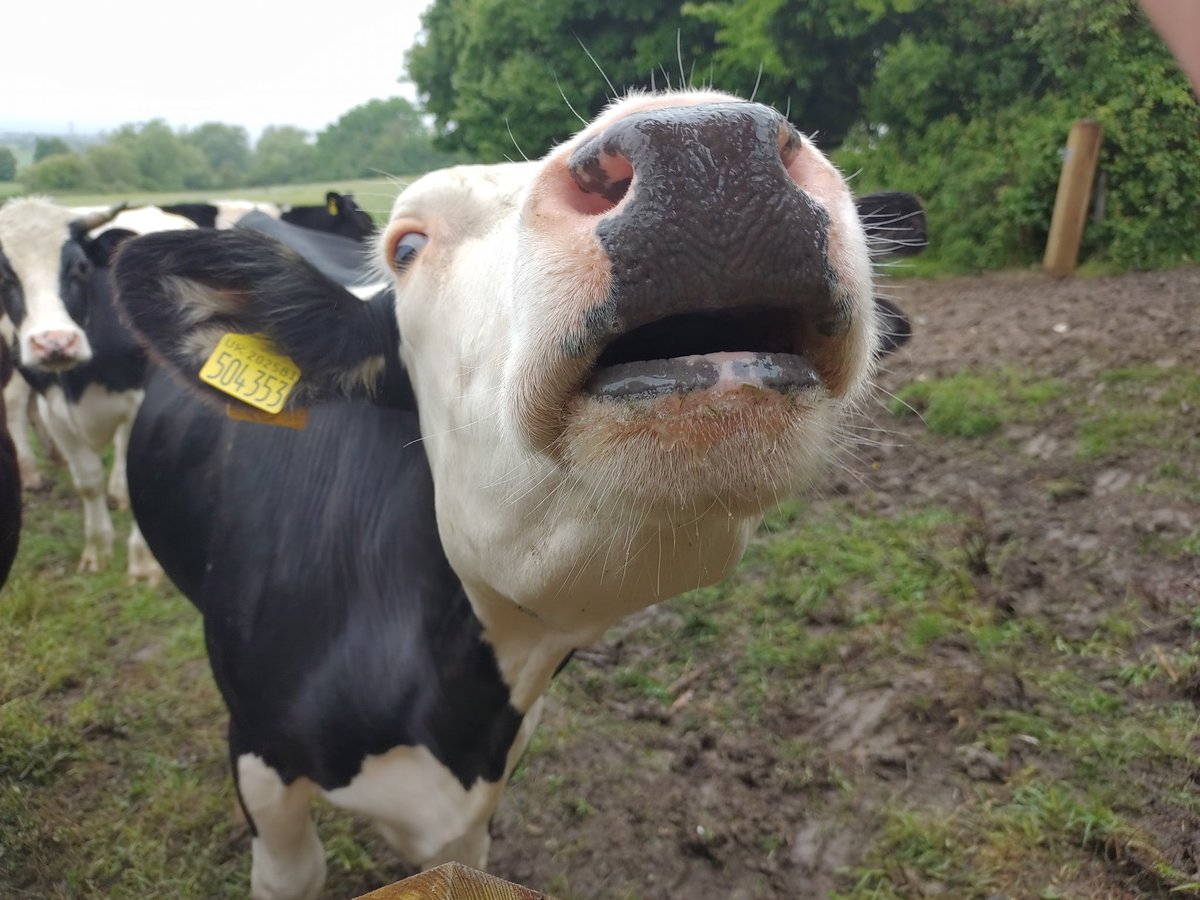 PeteSavFish's tweet photo. #30DaysWild day 6. I moooved some lovely handsome cattle earlier today. This was to make way for fencing contractors to fence off a riverbank to help prevent erosion and pollution. #ConservationGrazing #365DaysWild #MooPoint #CattleDrover https://t.co/c0RAdkUytG