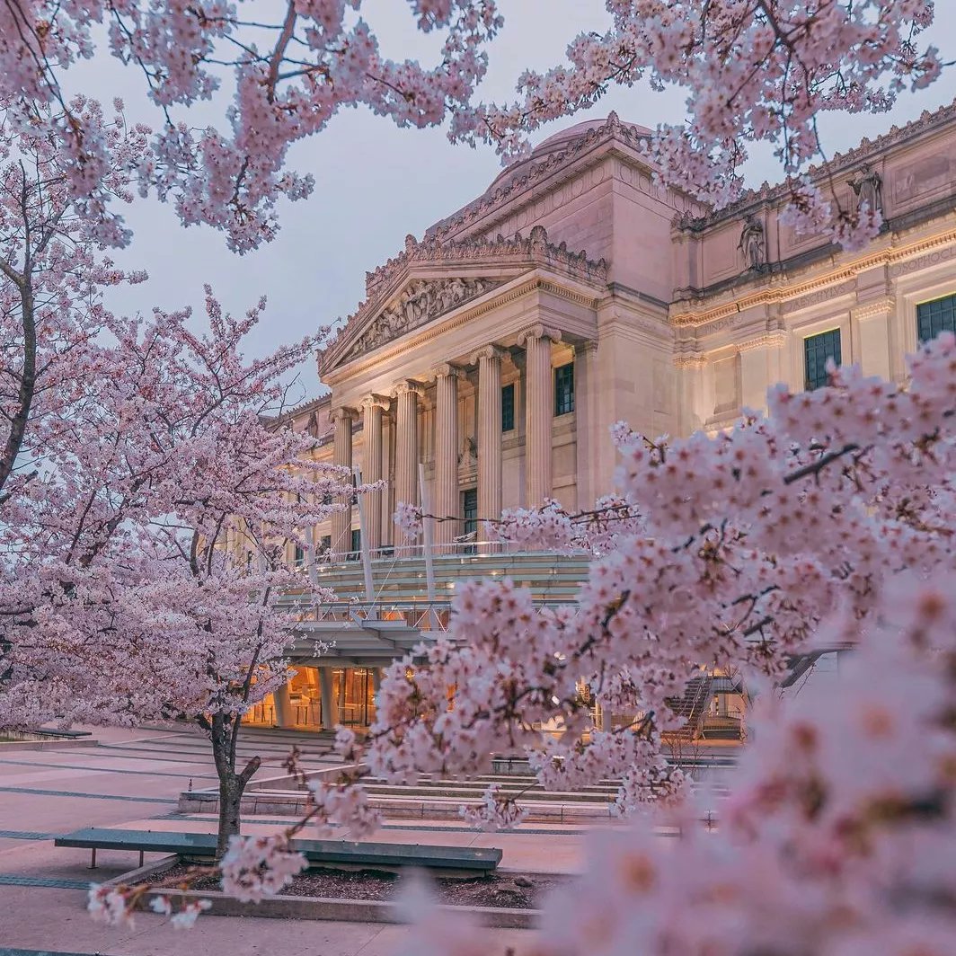 Piano_Joe's tweet photo. #treesinbloom near the #brooklynmuseum https://t.co/2QZQbXiWQ3