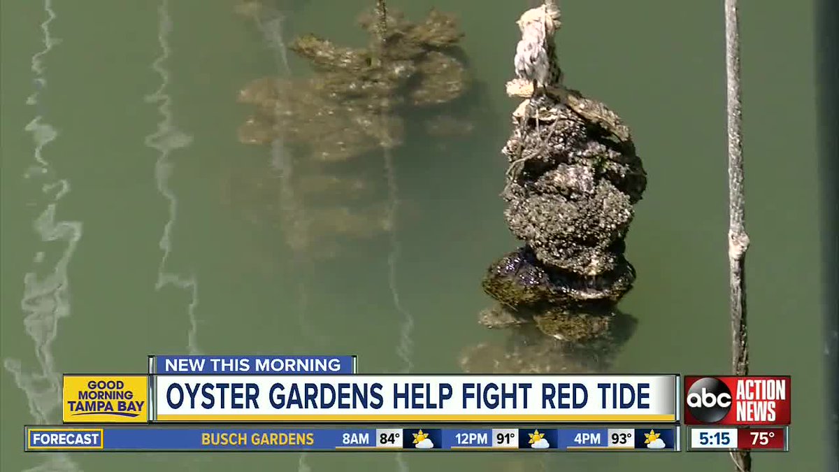 oysterboys941's tweet photo. Tag a fellow Floridian to spread the word of our mission🦪 #ProtectFL https://t.co/KD15XZHamq