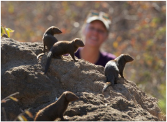 Dwarf_Mongoose's tweet photo. 📢JOB klaxon📢
Interested in social #conflict?
Enjoy running field #experiments?
Want to work with a charismatic species?
Fancy being based @BristolBioSci?
Then check out this @NERCscience 3-year #PDRA post with us: https://t.co/EsWiC6exOZ
Deadline: 22 June #ApplyNow
🌟Pls RT🌟 https://t.co/0xenduARJC