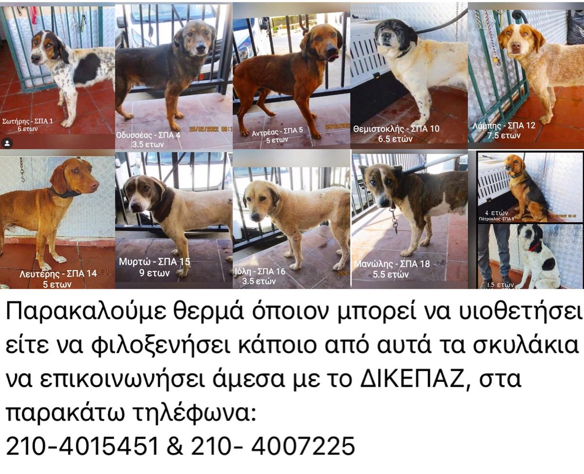 Stamatina Stamatakou (@stamatinass) on Twitter photo Ώρα 0 για τα σκυλιά της Σπάρτης που πήρε το ΔΙΚΕΠΑΖ. 10/6 γυρίζουν στις αλυσίδες 11 καταπληκτικά πλάσματα, εξαιρετικού χαρακτήρα, γυρίζουν πίσω στον τόπο μαρτυρίου τους γιατί κανείς δεν άνοιξε το σπίτι του και την καρδιά του. Εκλιπαρούμε για υιοθεσίες
<a href="/grigoris_d/">GDimitriadis</a> <a href="/nataliagermanou/">Natalia Germanou</a> Ώρα 0 για τα σκυλιά της Σπάρτης που πήρε το ΔΙΚΕΠΑΖ. 10/6 γυρίζουν στις αλυσίδες 11 καταπληκτικά πλάσματα, εξαιρετικού χαρακτήρα, γυρίζουν πίσω στον τόπο μαρτυρίου τους γιατί κανείς δεν άνοιξε το σπίτι του και την καρδιά του. Εκλιπαρούμε για υιοθεσίες
<a href="/grigoris_d/">GDimitriadis</a> <a href="/nataliagermanou/">Natalia Germanou</a>
