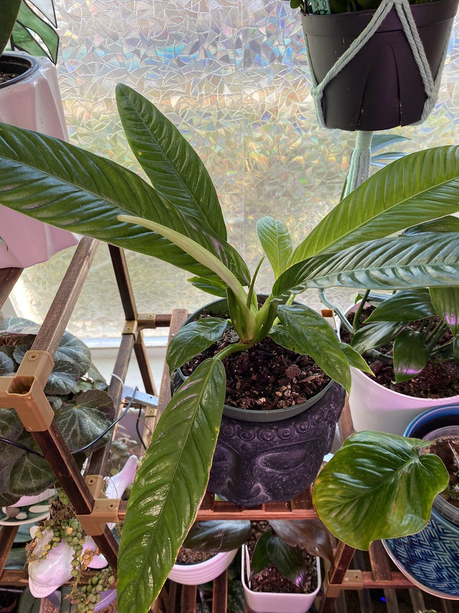 LightBringer50's tweet photo. #Philodendron #Campii or #Lynette whichever you prefer is a vigorous grower. I’ve only had her 2 months and she’s given me 4 leaves. I highly recommend as she’s unique with strappy long leaves that rosette out. https://t.co/KJUmmHEYr9