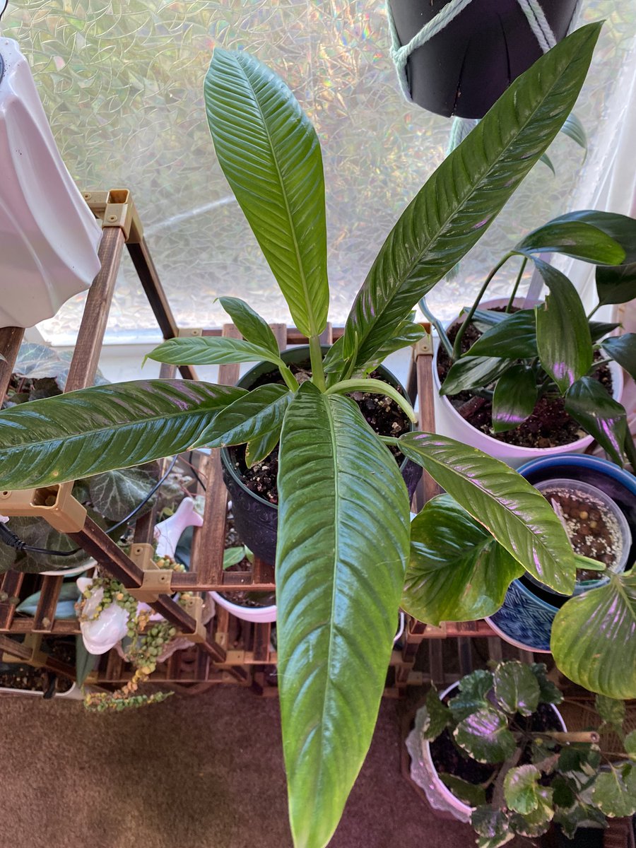LightBringer50's tweet photo. #Philodendron #Campii or #Lynette whichever you prefer is a vigorous grower. I’ve only had her 2 months and she’s given me 4 leaves. I highly recommend as she’s unique with strappy long leaves that rosette out. https://t.co/KJUmmHEYr9
