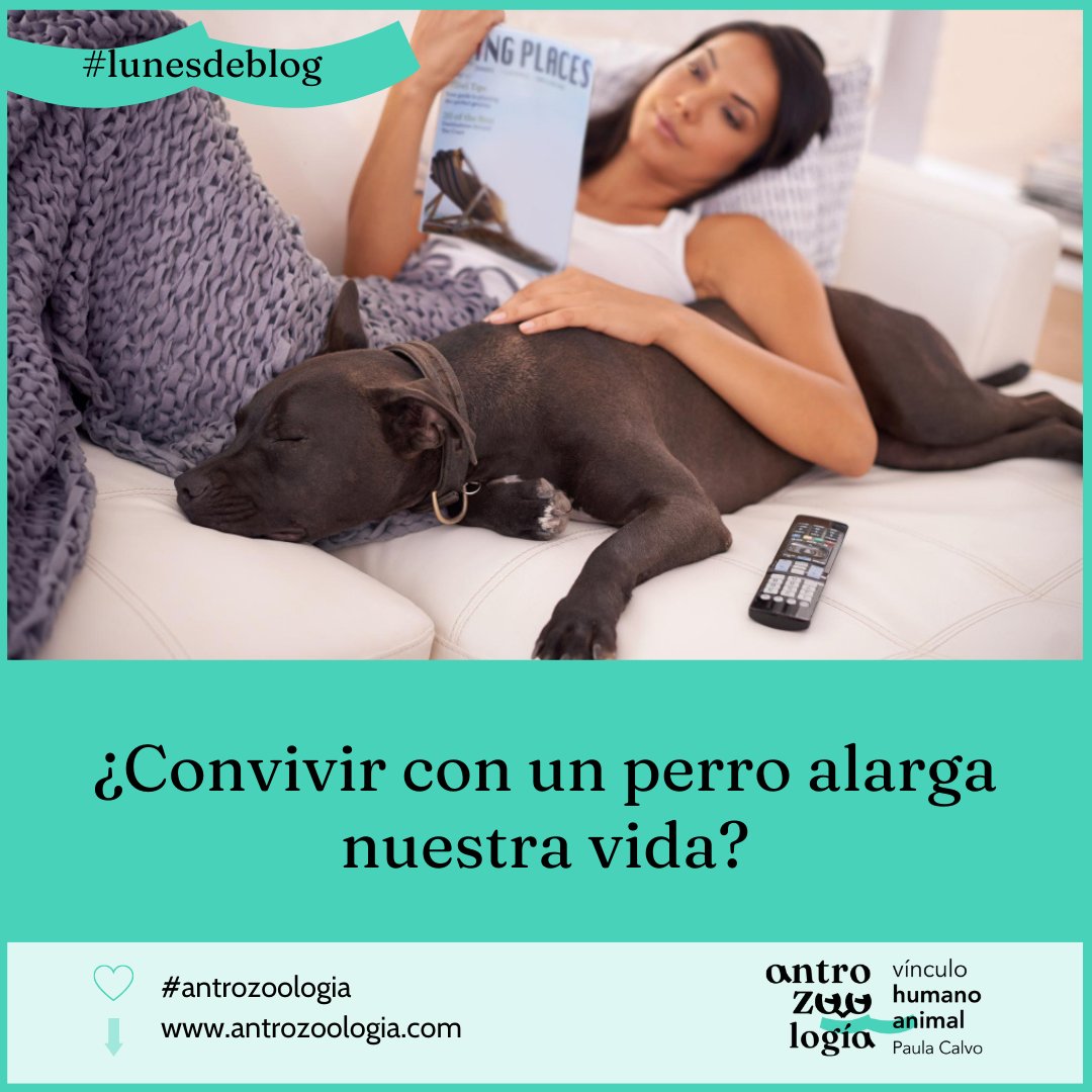 Dra_Paula_Calvo's tweet photo. 👀 En este nuevo #lunesdeblog, quiero compartirte los #resultados de un reciente #estudio realizado por un equipo de científicos suecos de la Universidad de Uppsala en el que estudiaron la relación entre un #perro y la #saludcardiovascular. https://t.co/IeHFcEPOTI