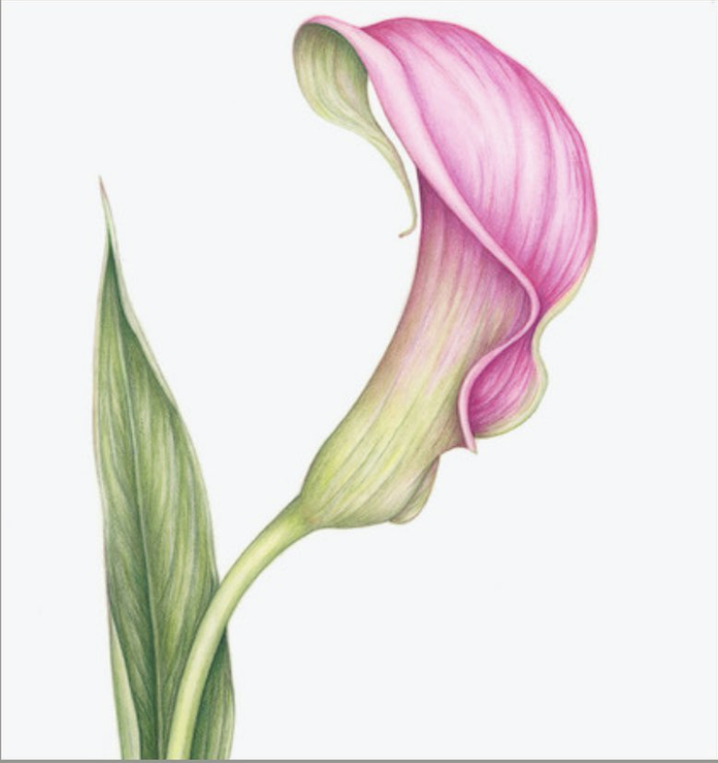 Dive into something fun this summer and take a day to explore the world of botanical drawing with colored pencil! Learn how to use colored pencil to achieve beautiful and fine renderings of botanical subjects.

healdsburgcenterforthearts.org/class/colored-…

#art  #class #botanical #coloredpencil