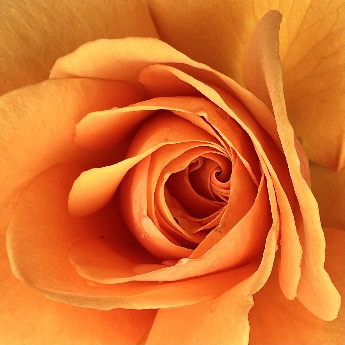 fivearchitects's tweet image. Well, we just love #Southsea #rosegarden #shotoniphone13 #lovewhereyoulive