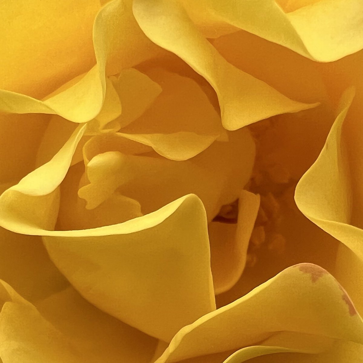 fivearchitects's tweet image. Well, we just love #Southsea #rosegarden #shotoniphone13 #lovewhereyoulive