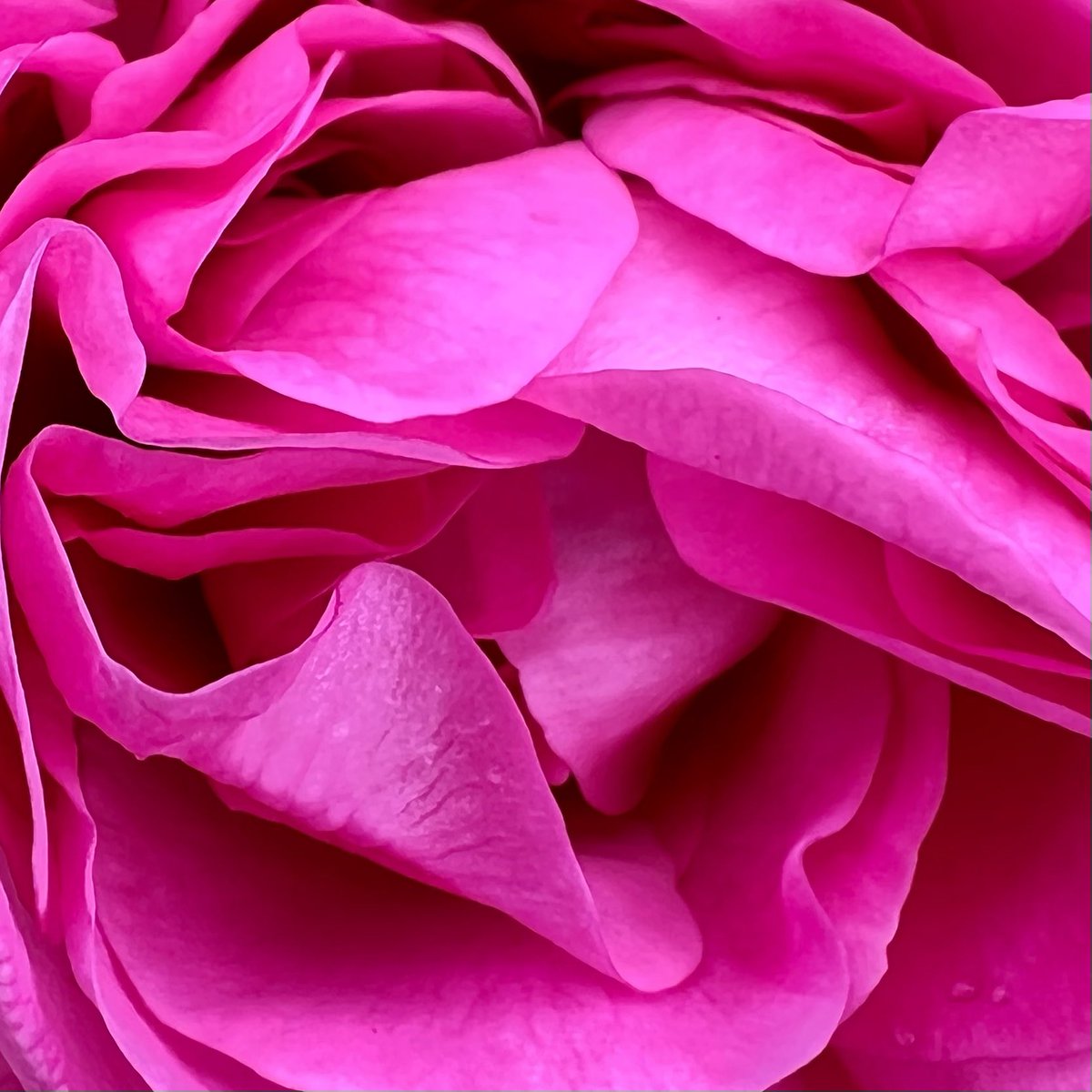 fivearchitects's tweet image. Well, we just love #Southsea #rosegarden #shotoniphone13 #lovewhereyoulive