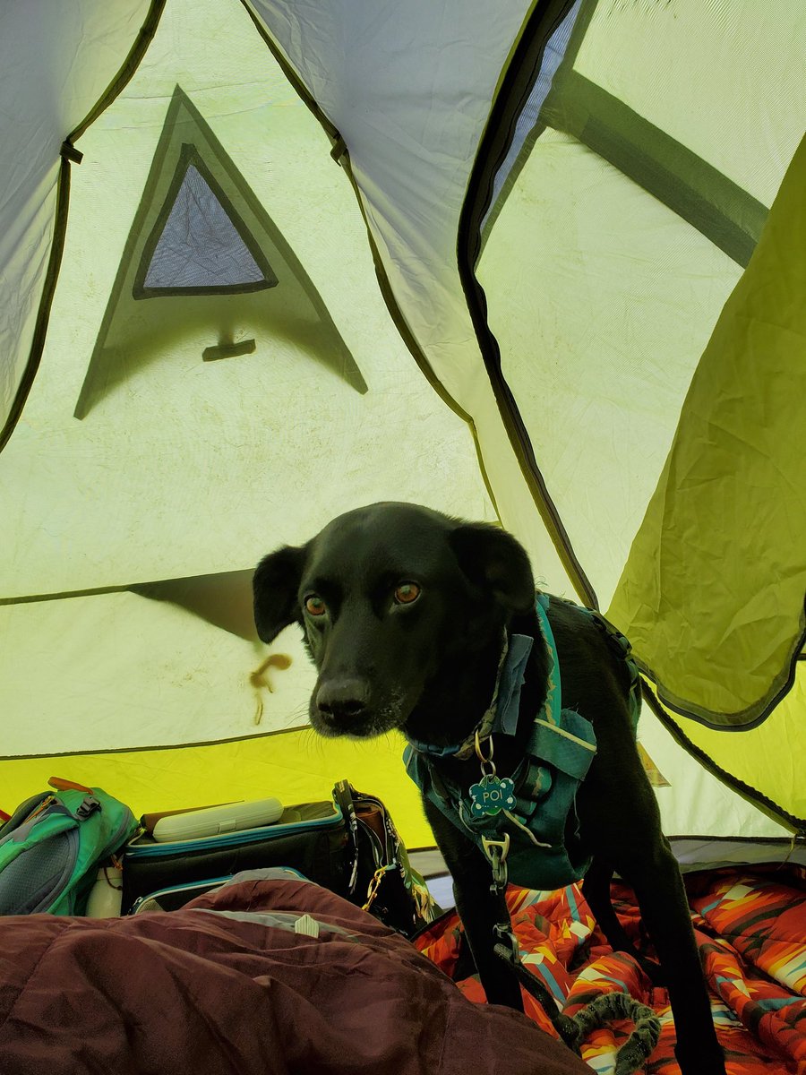 kkstrailey's tweet photo. @HeatherWeaverDC Hard agree. My bud is dog-reactive when he's leashed. He's been attacked by enough off-leash dogs that just seeing an off-leash dog freaks him out and sets his training back. He should get to enjoy the outdoors without having to be afraid. https://t.co/d8tYJvsqZb