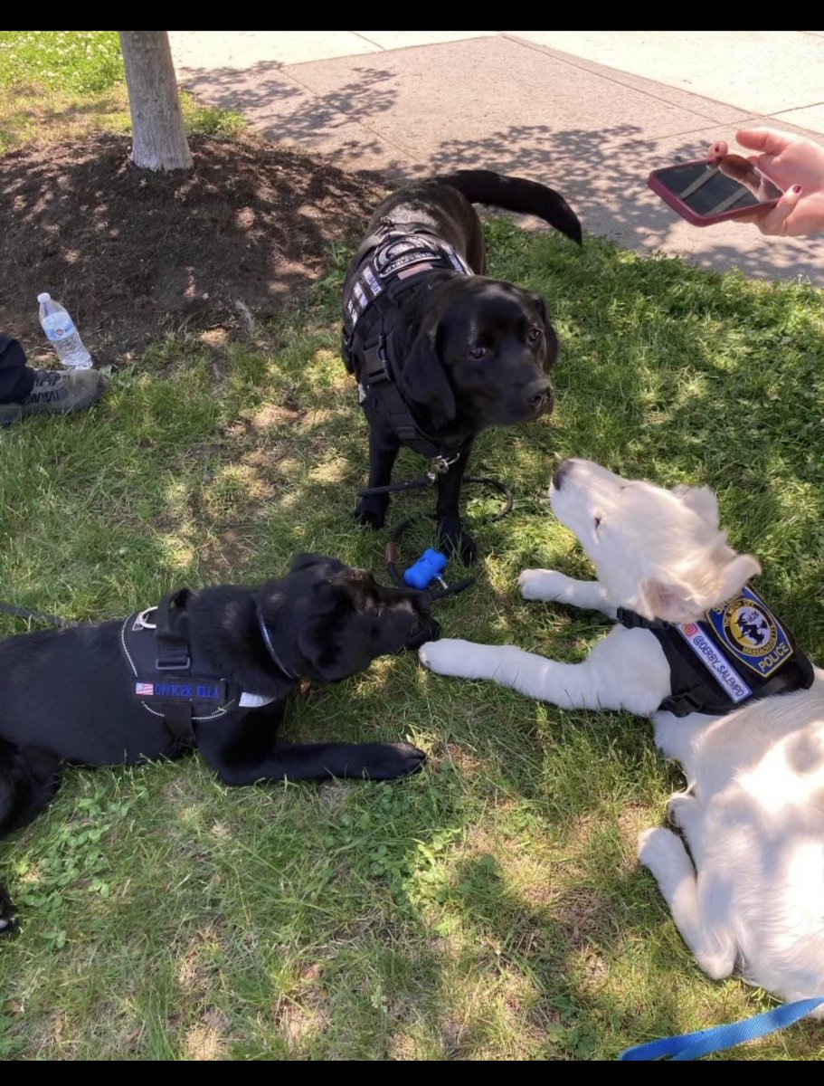 Danvers Police Dept tweet media