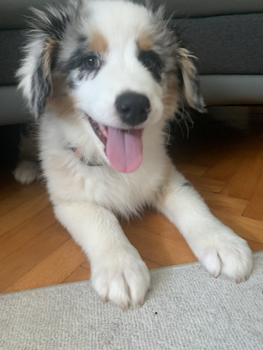 Happy Gotcha day to me! Its been a year since I came home🥹🐶