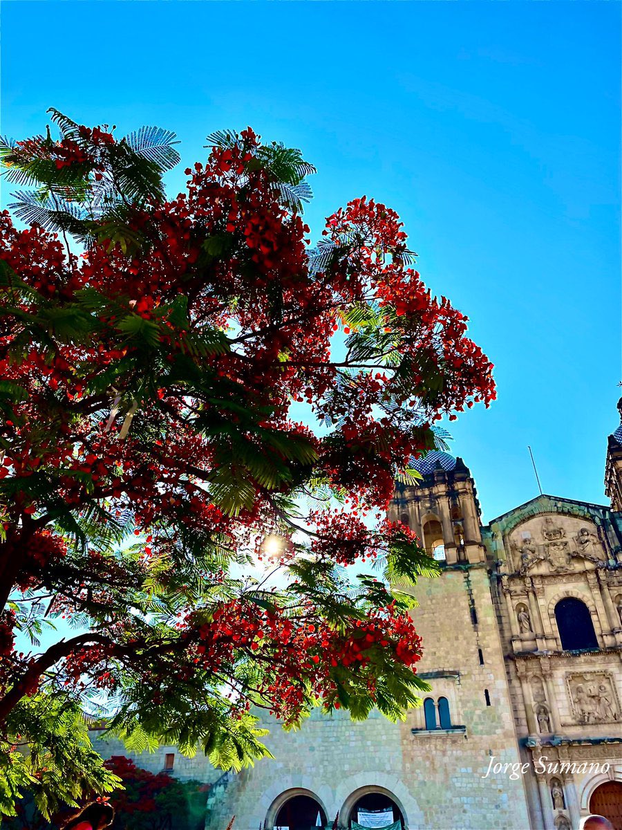 AmoaOaxaca's tweet photo. Los colores de Oaxaca!! https://t.co/6vbATea0dr