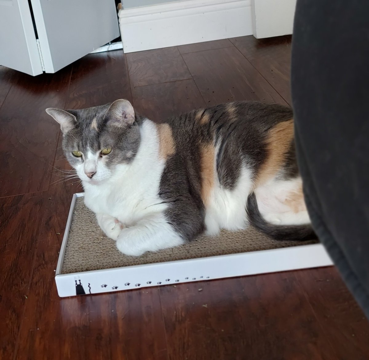 JPorkchop's tweet image. Chloe is usually not terribly fond of cat nip. Big fan of it now! #niphead #catsonnip #CatsOfTwitter #CalicoCrew