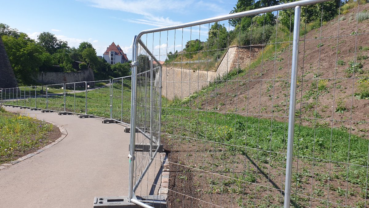 miplotex's tweet photo. Abgesperrt
Zugewuchert
Ideenlos 
Nach der #Bundesgartenschau2021 in #Erfurt
Auf dem vergitterten Petersberg, Bastion Michael, wuchert irgendwas zusammen, was so nicht wuchern sollte.
Einst ein Hauptstandort der #Buga2021 https://t.co/i4IjFawEXU