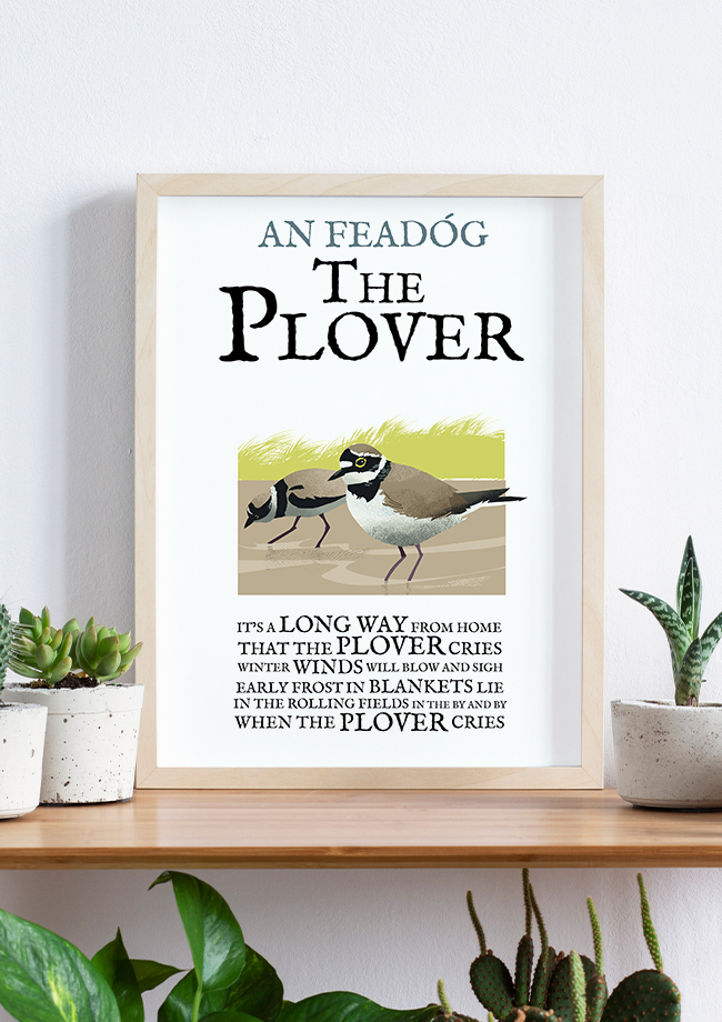 Irelandposters's tweet photo. In Irish tradition, the Plover is a herald of frosty weather. Their arrival on the coast was taken as a sign that harsh weather would soon follow 👉 https://t.co/aaLLaXsAp7 #Irishbirds #birdsofIreland https://t.co/vqtfMHfO6Y