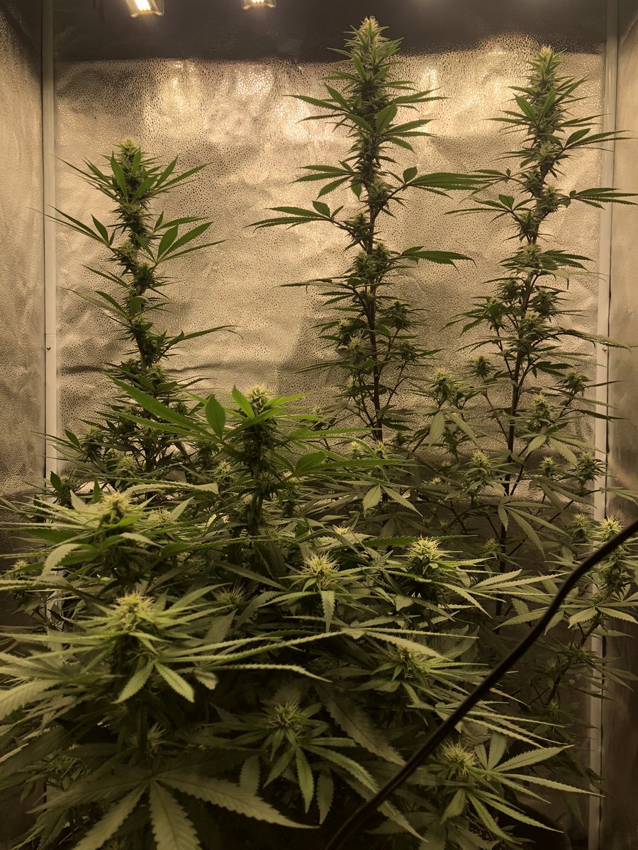 Mariguanillo's tweet photo. Weed Morning! #growyourown Light: Spiderfarmer Led: SE3000. #brucebannerauto #chocolope https://t.co/StIfu1ys0J