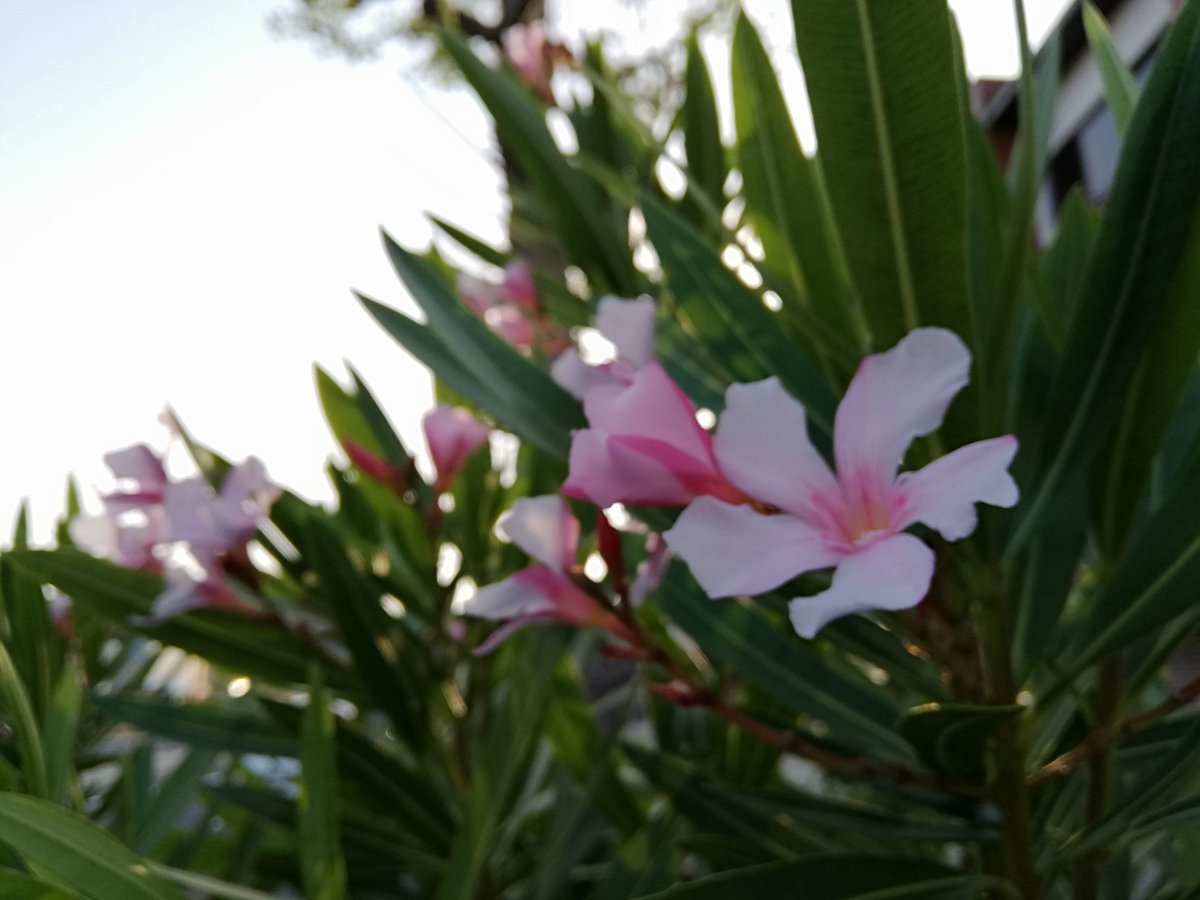 miryuses's tweet photo. ニヤリ( ̄ー ̄).。oO(咲き始めた夾竹桃(キョウチクトウ)。綺麗な花には毒がある。花や葉は勿論、全ての部分が有毒で、燃やした煙や周辺土壌までも有毒。達筆の注意は尤もだけど、何故に誰が歩道に植えたし…)
#花のある風景 #花
#Flowers #FlowerScape
#FlowerPower #poison
#FlowersForPeace https://t.co/Y9WrCvLKTu