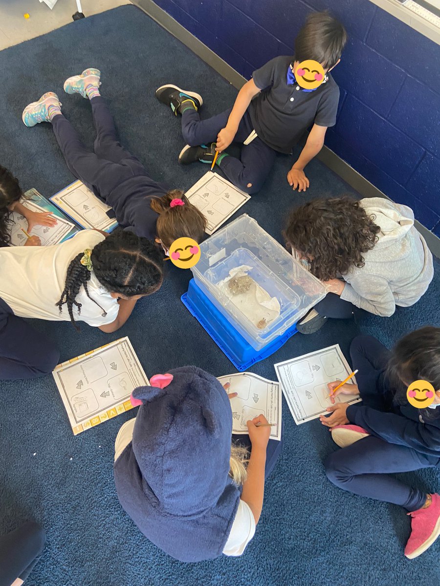 mllehogan's tweet photo. Big announcement: our praying mantis eggs hatched! It has been a very exciting morning over here! We are observing their behaviour &amp; tracking their life cycle. A few slipped out the top, but rest assured that the habitat has been secured &amp; all praying mantis’ have been returned! https://t.co/E8ivoscb2c