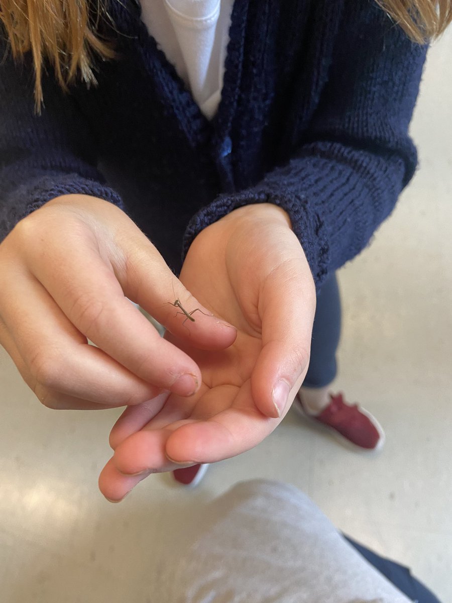 mllehogan's tweet photo. Big announcement: our praying mantis eggs hatched! It has been a very exciting morning over here! We are observing their behaviour &amp; tracking their life cycle. A few slipped out the top, but rest assured that the habitat has been secured &amp; all praying mantis’ have been returned! https://t.co/E8ivoscb2c