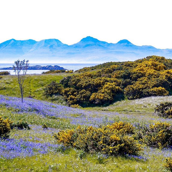 OUR BEST BUD 🥀

Did you know that over half of the world's bluebell population lives in the UK?!  We reckon they must all grow right here in Arisaig as there are SO many about just now.  Beautiful. 

📸  Anne Edser 😍