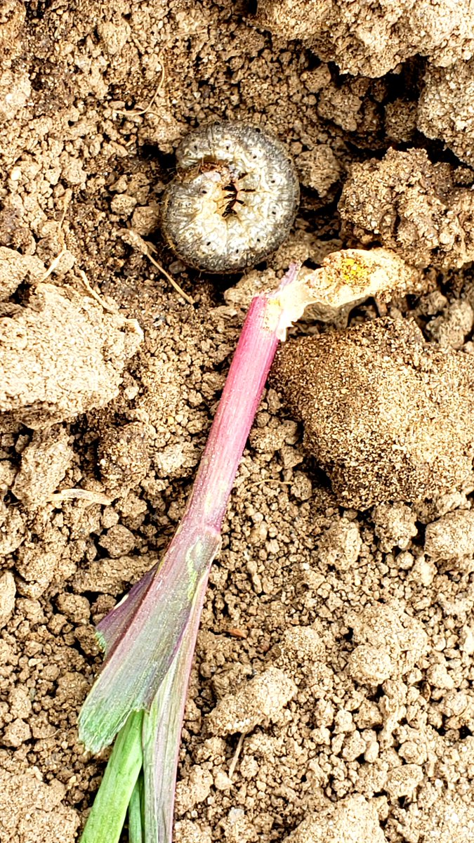 cropdoc2's tweet photo. Black cutworm reducing this stand in our planting date trial on @RidgetownCampus, but below threshold.  Another reason to scout stands!  Control measures warranted if above threshold and worms <2.5 cm.  Read more from @TraceyBaute article here:  https://t.co/QLZvNfJCZJ https://t.co/IMNdPyM0iM