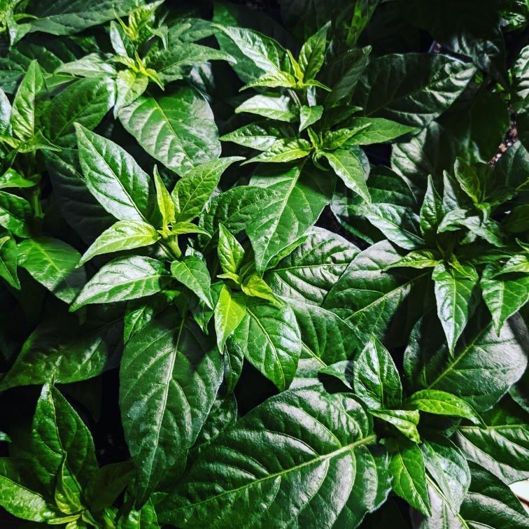 General Hydroponics tweet media