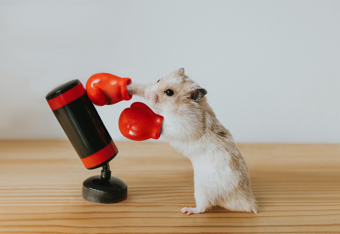 realDailyWire's tweet photo. Federal Government Pays University $1.5 Million To Start A Fight Club For Genetically Modified Hamsters https://t.co/yy8urYEq0G https://t.co/rZHfcQgC6Q