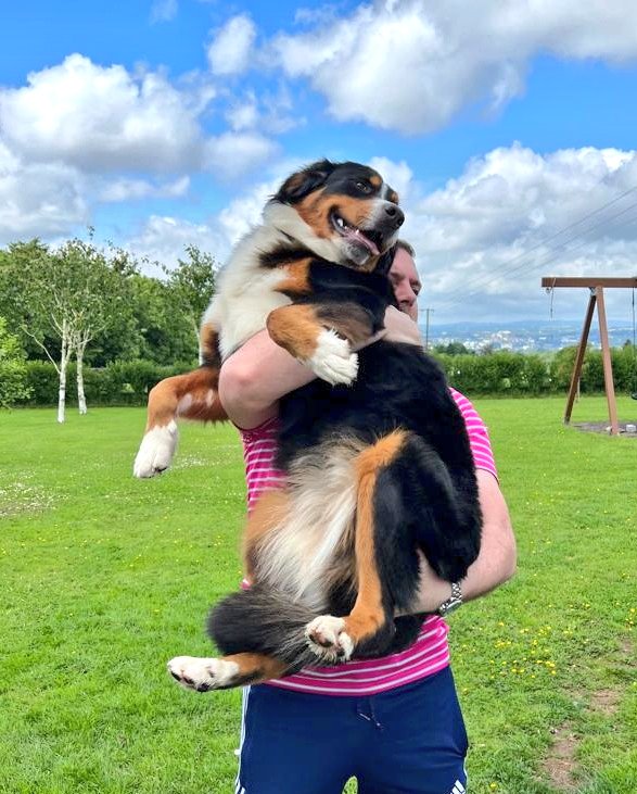 ButtonBernese's tweet image. Happy birthday to me, 1 today🥳 #Berner #bernesemountaindog #bernese