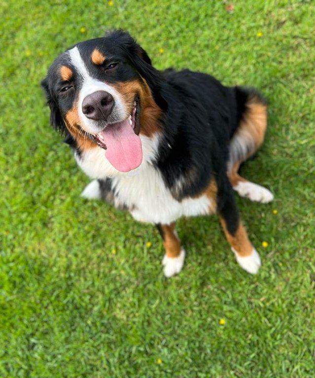 ButtonBernese's tweet image. Happy birthday to me, 1 today🥳 #Berner #bernesemountaindog #bernese