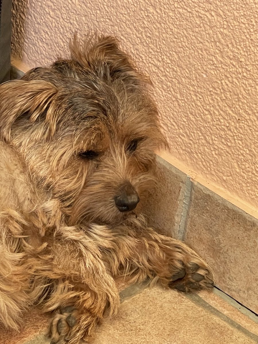 Herrschaftszeiten…schwül isses…😓…
#twitterrudel