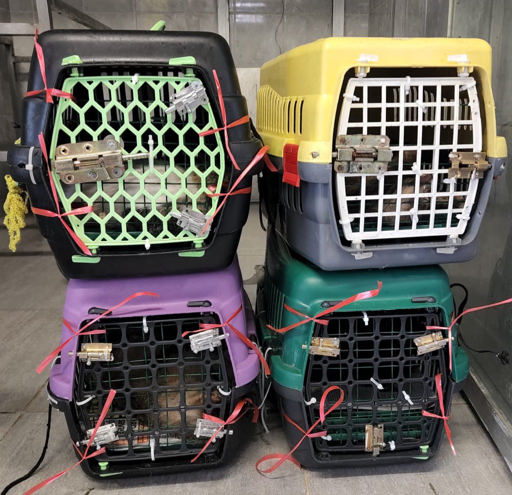 Silivri miyav “O” tipi cezaevi 😾😼