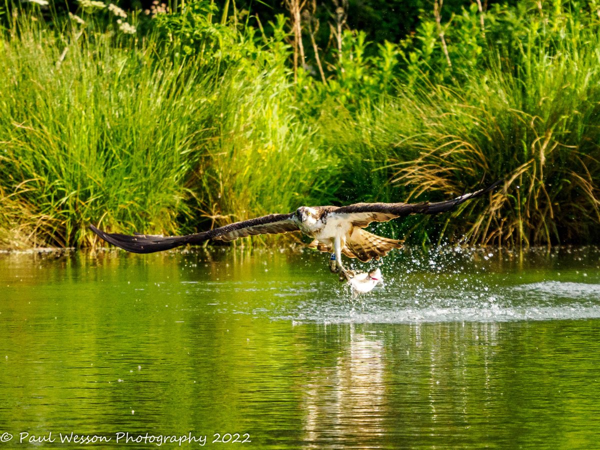 PaulWesson2's tweet photo. Red Kite and Osprey fishing https://t.co/4jH5mUJzJL