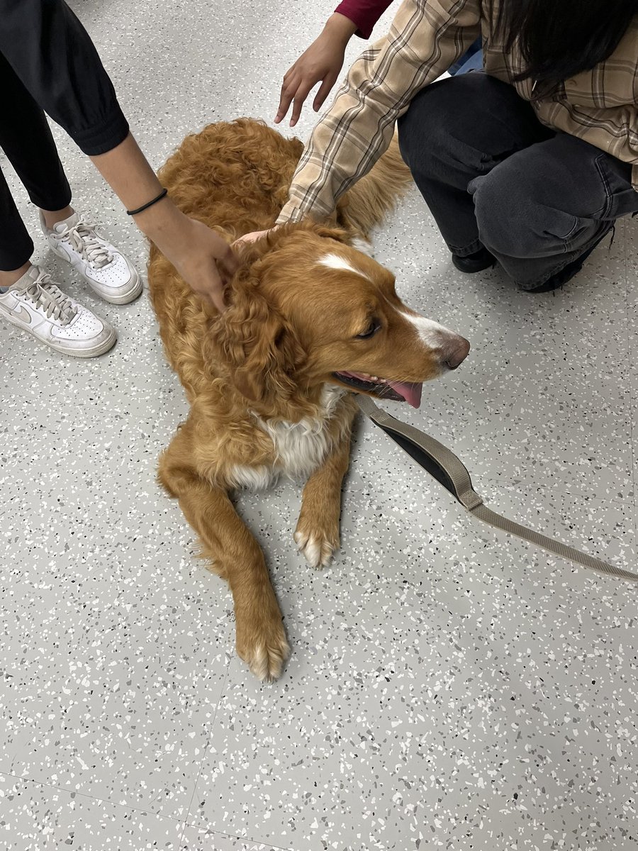 Brodie the therapy dog visited our classes today and the students were able to get in some much needed doggie cuddles! Thanks @AmieTolton @principalbcss