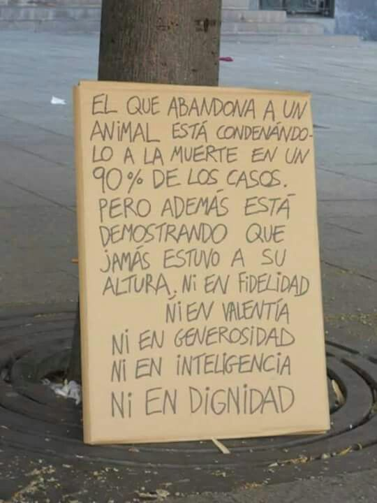 siviaromera1's tweet photo. #NoAlAbandonoAnimal 
Estas vacaciones NO LOS ABANDONES, ellos no lo harían... pero claro ellos son mejores q muchos humanos https://t.co/ifgZmgZP6N