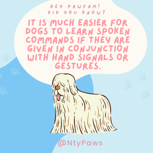 Naughty Paws Fun Trivia!
Follow + RT for more!
#NFTdrops #NFTartist #NFTCommunity #NFTProject #NFTartwork #NFTCollection #NFTs #NFTdrop #NFTGiveaway #nftart