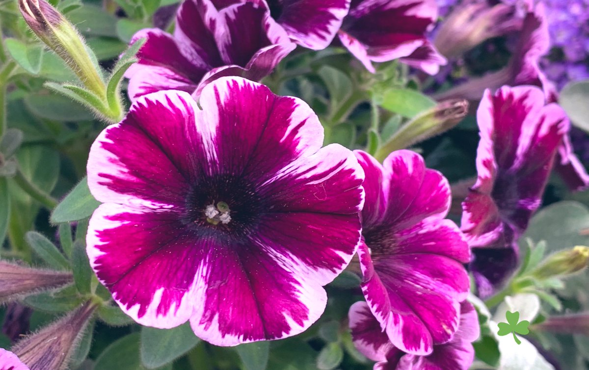 svetlana01090's tweet photo. Good evening 🍃 https://t.co/oaTxkBxs7e