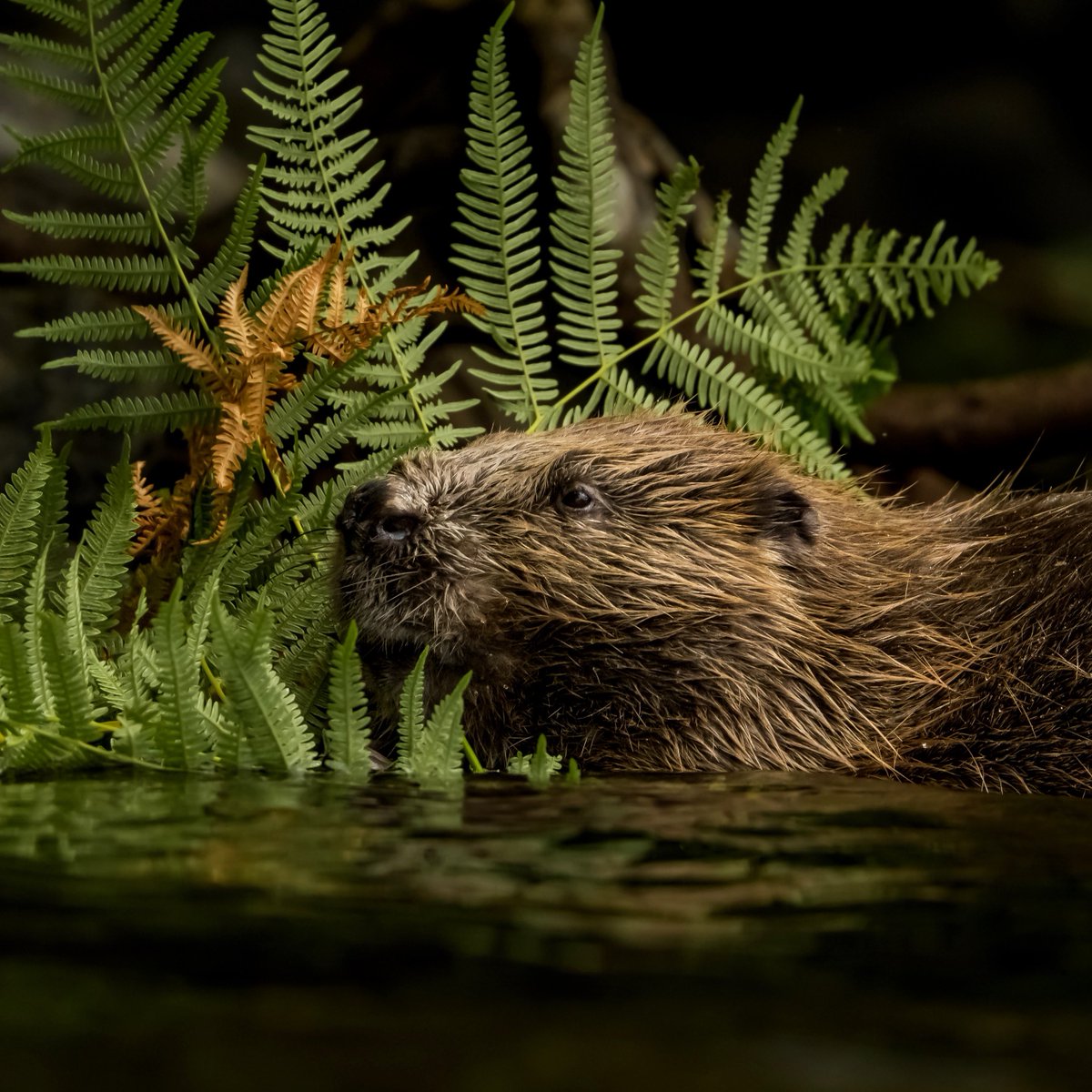 This Beaver was in fern paradise 🦫📷 

#earthcapture #springwatch #BBCWildlifePOTD <a href="/BBCEarth/">BBC Earth</a> <a href="/BBCSpringwatch/">BBC Springwatch</a> <a href="/WildlifeTrusts/">The Wildlife Trusts</a> <a href="/ScotWildlife/">Scottish Wildlife Trust</a> <a href="/nature_scot/">Former NatureScot account</a> <a href="/Natures_Voice/">RSPB</a> <a href="/VisitScotland/">VisitScotland</a> <a href="/UKNikon/">Nikon UK & Ireland</a> 

instagram.com/p/CeeHcJyqJkR/…