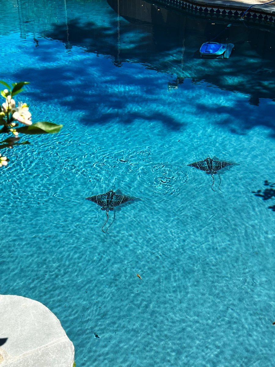 This #MosaicMonday we wanted to share this stunning 🤩 installation using the Spotted Eagle Ray w/ Shadow.  What an inviting addition to this pool! 🌴 🍹 ☀️ 

Shop now!
bit.ly/3akABip

#PorcelainPoolMosaics #PoolMosaics #Mosaics
