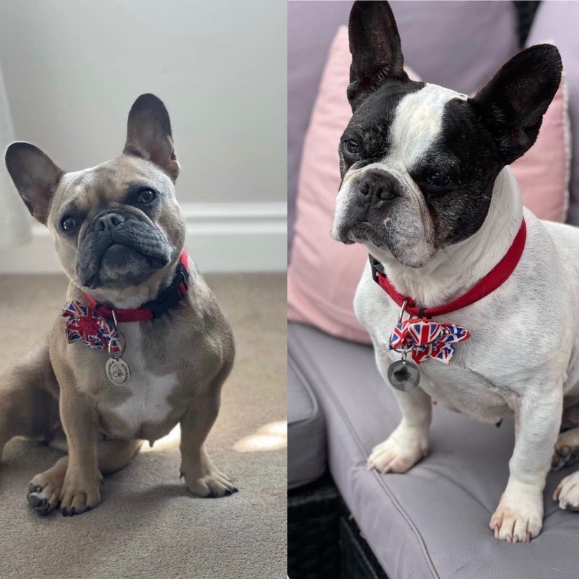 Fab long weekend celebrating the Platinum Jubilee with our #Paddington Bear-crow entry to the local village Scarecrow festival! 🇬🇧🎉🥂👑  even the doggos joined in the celebrations ❤️👏🏽🐶 🇬🇧 #PlatinumJubilee #scarecrows