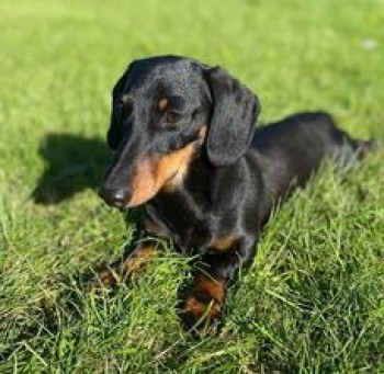 millypod1's tweet photo. MAX HOME SAFE. THANKS FOR RT's 😊🐕🐾
🆘4 JUNE 2022 #Lost MAX #ScanMe #Tagged
#SausageArmy YOUNG Dachshund Miniature Male
Old Railway Track #Offchurch #CV33
nr #RiverLeam #LeamingtonSpa #Warwickshire
SIGHTINGS**
https://t.co/F5jmoNSLoZ https://t.co/xghDphgNkO