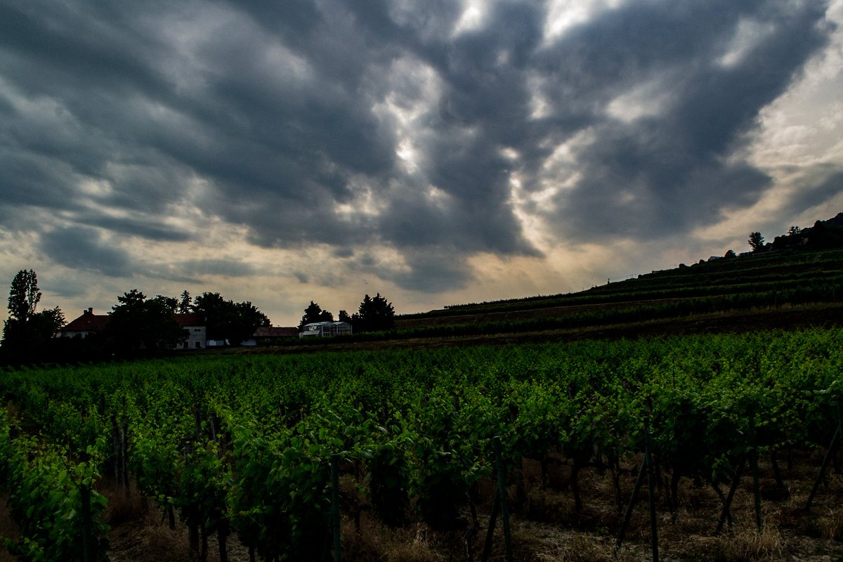 Hi everyone ! Had a blessed weekend with friends that was well needed. 

We visited wineries and it could not get better ! 

#friends #trip #winery #LakeBalaton #blessed #Hungary #FolloForFolloBack #NFTCommunity #NFTphotographers #amateurphotography #GettingBetter
