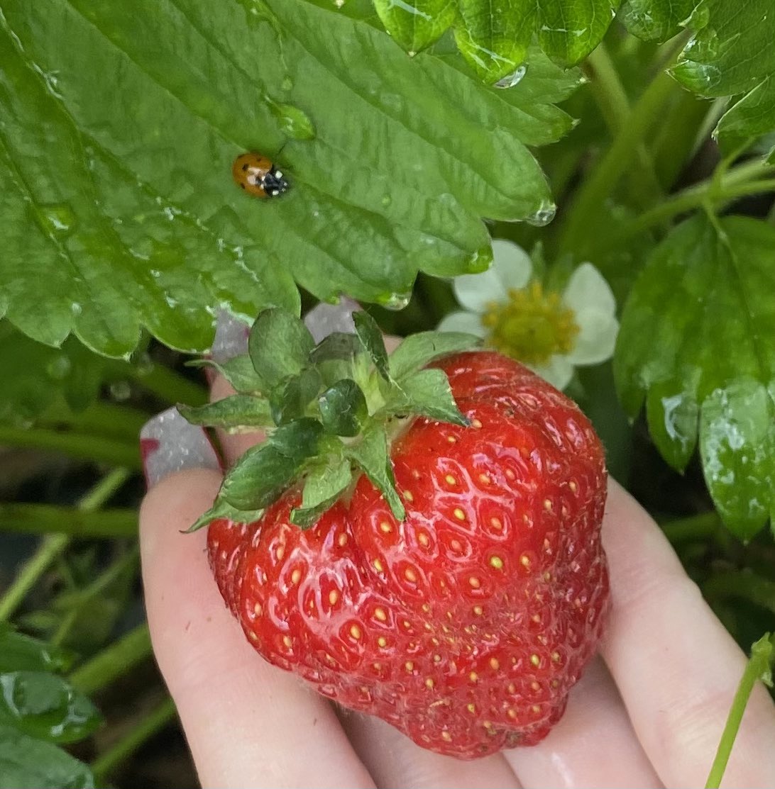 Diane Geiser tweet media