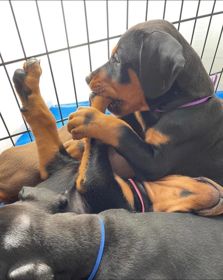 Akc registered 
Euro Doberman 
Health checked 
Vet checked 
All paperwork is available