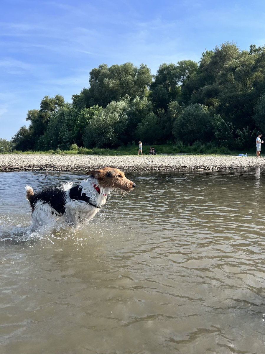bnyiradi's tweet photo. Finn on the beach https://t.co/1qlWNaOBIR