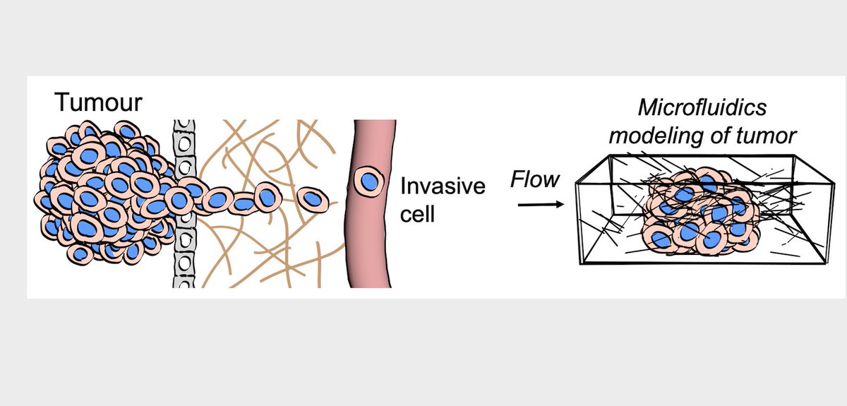 Pouyan Boukany (@pboukany) on Twitter photo Are you our ambitious Postdoc in unraveling the mechanisms of cancer invasion?
Experimental project at the interface of biomechanics, soft matter, microfluidics and biology <a href="/ChemeTUDelft/">Chemical Engineering TUDelft</a> with a major focus on cancer #cellmigration. RT 🙏
Apply: 👇
tudelft.nl/over-tu-delft/… Are you our ambitious Postdoc in unraveling the mechanisms of cancer invasion?
Experimental project at the interface of biomechanics, soft matter, microfluidics and biology <a href="/ChemeTUDelft/">Chemical Engineering TUDelft</a> with a major focus on cancer #cellmigration. RT 🙏
Apply: 👇
tudelft.nl/over-tu-delft/…